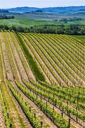 Vineyards, Lilliano, Chianti, Tuscany, Italy Stock Photo - Rights-Managed, Code: 700-06367871