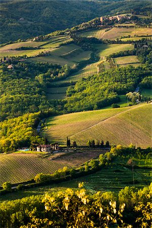 scenic vineyards - Farmland, Radda in Chianti, Tuscany, Italy Stock Photo - Rights-Managed, Code: 700-06367880