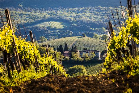 Vineyard, San Gimignano, Siena Province, Tuscany, Italy Foto de stock - Con derechos protegidos, Código: 700-06367913