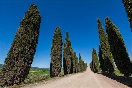 Tree-Lined Road, Montalcino, Val d'Orcia, Tuscany, Italy Stock Photo - Rights-Managed, Code: 700-06367939