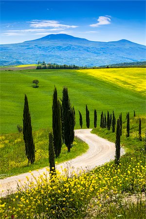 sky mountain flowers - Tree-Lined Road and Meadow, Montalcino, Tuscany, Italy Stock Photo - Rights-Managed, Code: 700-06367940