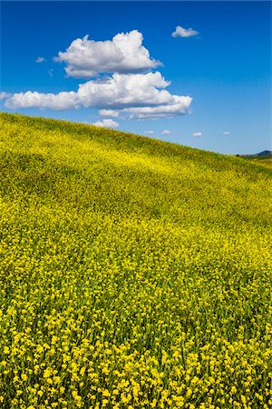 siena province - Field of Canola Flowers, San Quirico d'Orcia, Province of Siena, Tuscany, Italy Foto de stock - Con derechos protegidos, Código: 700-06367950