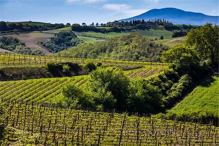 Vignoble, Montalcino, Val d'Orcia, Province de Sienne, Toscane, Italie Photographie de stock - Rights-Managed, Code: 700-06368026