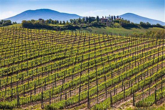Vineyard, Montalcino, Val d'Orcia, Province of Siena, Tuscany, Italy Stock Photo - Premium Rights-Managed, Artist: R. Ian Lloyd, Image code: 700-06368027