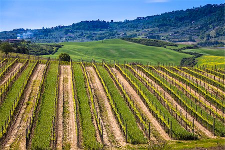 Montalcino, Val d'Orcia, Province de Sienne, Toscane, Italie Photographie de stock - Rights-Managed, Code: 700-06368028