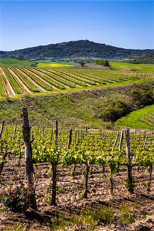 Montalcino, Val d'Orcia, Province of Siena, Tuscany, Italy Stock Photo - Rights-Managed, Code: 700-06368029