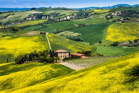 rolling hills crops - Farmhouse and Vineyard, Montalcino, Val d'Orcia, Province of Siena, Tuscany, Italy Stock Photo - Rights-Managed, Code: 700-06368034