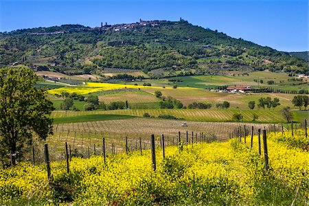 pictures of land and vegetation - Montalcino, Val d'Orcia, Province of Siena, Tuscany, Italy Stock Photo - Rights-Managed, Code: 700-06368031