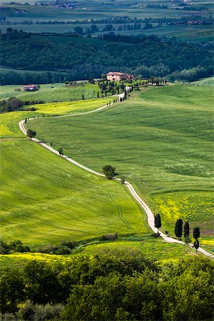 farmhouse landscape - House and Long Driveway, Val d'Orcia, Tuscany, Italy Stock Photo - Rights-Managed, Code: 700-06368041