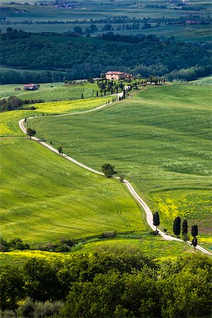 farmhouse - House and Long Driveway, Val d'Orcia, Tuscany, Italy Stock Photo - Rights-Managed, Code: 700-06368041