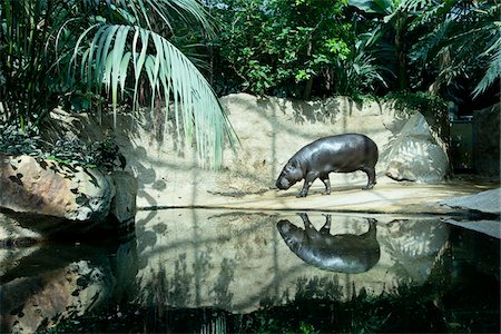Hippopotamus in Berlin Zoo Foto de stock - Con derechos protegidos, Código: 700-06368097