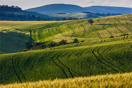 Laminage des terres agricoles, Monticchiello, Val d'Orcia, Province de Sienne, Toscane, Italie Photographie de stock - Rights-Managed, Code: 700-06368149