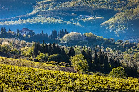Vineyard, Pogginano, Pelago, Province of Florence, Tuscany, Italy Stock Photo - Rights-Managed, Code: 700-06368154
