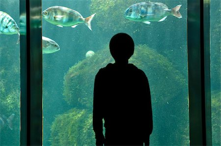 shoal (group of marine animals) - Boy at Aquarium Stock Photo - Rights-Managed, Code: 700-06383058