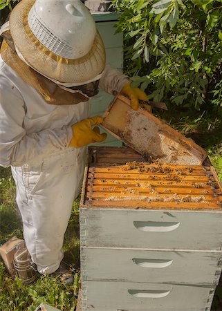 Apiculteur enlevant cadre de ruche Photographie de stock - Rights-Managed, Code: 700-06383084