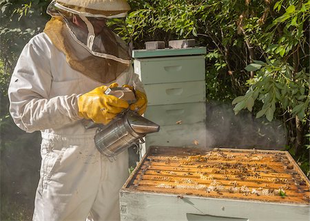 simsearch:700-06334456,k - Beekeeper with Smoker Stock Photo - Rights-Managed, Code: 700-06383085