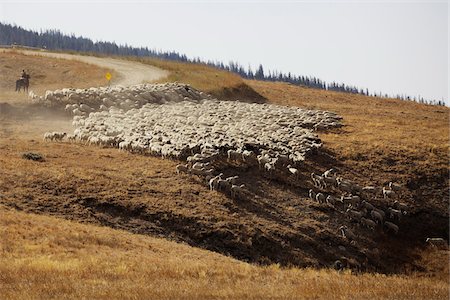 Sheep Herding, Wyoming, USA Foto de stock - Con derechos protegidos, Código: 700-06383719