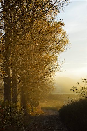 Landstraße im Herbst, nahe Villingen-Schwenningen, Baden-Württemberg, Deutschland Stockbilder - Lizenzpflichtiges, Bildnummer: 700-06397547
