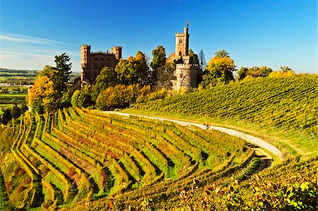 farming old - Ortenberg Castle and Vineyards in Autumn, near Offenburg, Ortenau District, Baden-Wurttemberg, Germany Stock Photo - Rights-Managed, Code: 700-06397556