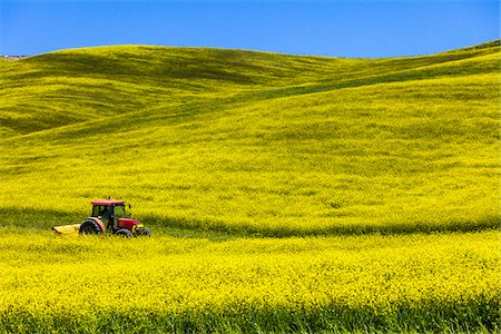 rapssamen - Tracteur rouge dans le champ de Canola, Montalcino, Val d'Orcia, Province de Sienne, Toscane, Italie Photographie de stock - Rights-Managed, Code: 700-06407799