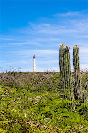 California Lighthouse and Cactus, near Arashi Beach, Aruba, Lesser Antilles, Dutch Antilles Photographie de stock - Rights-Managed, Code: 700-06439085