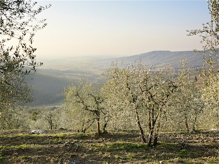 olive trees on hillside overlooking valley with mountains in distance, Italian countryside, Tuscany, Italy Foto de stock - Con derechos protegidos, Código: 700-06452084