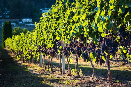 Grapes on Grapevines in Vineyard, Kelowna, Okanagan Valley, British Columbia, Canada Stockbilder - Lizenzpflichtiges, Bildnummer: 700-06465407