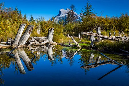 simsearch:700-06465461,k - Tree Stumps in Vermilion Lakes with Mount Rundle in Background, near Banff, Banff National Park, Alberta, Canada Foto de stock - Con derechos protegidos, Código: 700-06465457