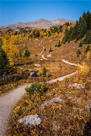 Rock Isle Trail in Autumn, Sunshine Meadows, Mount Assiniboine Provincial Park, British Columbia, Canada Stockbilder - Lizenzpflichtiges, Bildnummer: 700-06465485