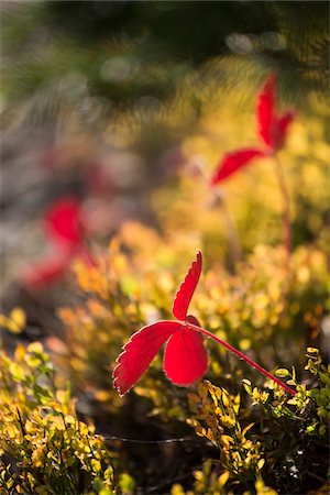 Close-Up of Red Plant and Autumn Vegetation, Rock Isle Trail, Sunshine Meadows, Mount Assiniboine Provincial Park, British Columbia, Canada Foto de stock - Con derechos protegidos, Código: 700-06465488