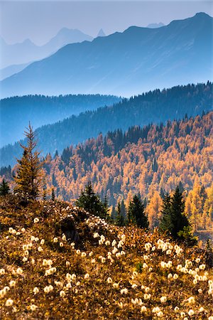 rocky mountain - Mountain Range and Autumn Larch Along Rock Isle Trail, Sunshine Meadows, Mount Assiniboine Provincial Park, British Columbia, Canada Stock Photo - Rights-Managed, Code: 700-06465507