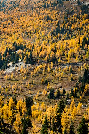 Overview of Mountainside Autumn Larch, Rock Isle Trail, Sunshine Meadows, Mount Assiniboine Provincial Park, British Columbia, Canada Stock Photo - Rights-Managed, Code: 700-06465503