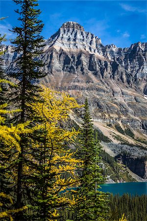 simsearch:700-06465486,k - Autumn Larch, Mountain Range and Alpine Lake, Lake O'Hara, Yoho National Park, British Columbia, Canada Foto de stock - Direito Controlado, Número: 700-06465525