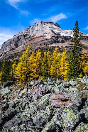 rocky mountains - Low Angle View of Mountain with Autumn Larch and Rocky Terrain, Lake McArthur Trail, Yoho National Park, British Columbia, Canada Stock Photo - Rights-Managed, Code: 700-06465526