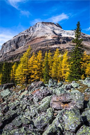 simsearch:700-06465472,k - Low Angle View of Mountain with Autumn Larch and Rocky Terrain, Lake McArthur Trail, Yoho National Park, British Columbia, Canada Stockbilder - Lizenzpflichtiges, Bildnummer: 700-06465526