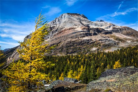 simsearch:700-06465525,k - Mountain and Autumn Larch, Lake McArthur Trail, Yoho National Park, British Columbia, Canada Photographie de stock - Rights-Managed, Code: 700-06465527