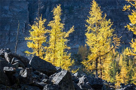 Autumn Larch and Boulders on Lake McArthur Trail, Yoho National Park, British Columbia, Canada Stockbilder - Lizenzpflichtiges, Bildnummer: 700-06465520