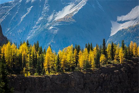 Autumn Larch on Cliff, Lake McArthur Trail, Yoho National Park, British Columbia, Canada Stock Photo - Rights-Managed, Code: 700-06465531