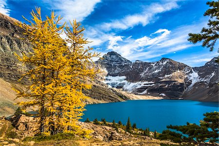 Autumn Larch at McArthur Lake, Yoho National Park, British Columbia, Canada Foto de stock - Con derechos protegidos, Código: 700-06465548