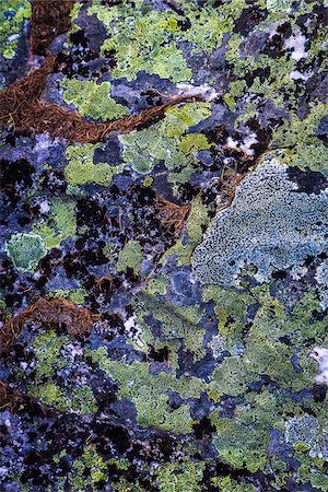 Close-Up of Lichen Covered Rocks along Lake McArthur Trail, Yoho National Park, British Columbia, Canada Photographie de stock - Rights-Managed, Code: 700-06465556