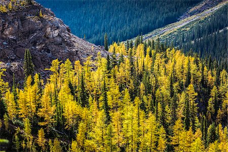 Overview of Autumn Larch along Lake McArthur Trail, Yoho National Park, British Columbia, Canada Stock Photo - Rights-Managed, Code: 700-06465551