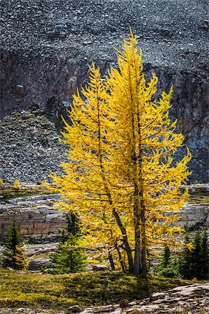 simsearch:700-06465513,k - Autumn Larch along Lake McArthur Trail, Yoho National Park, British Columbia, Canada Foto de stock - Con derechos protegidos, Código: 700-06465552