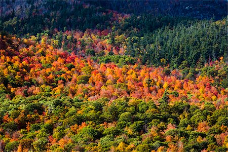 Aerial View of Forest in Autumn, Whiteface Mountain, Wilmington, Essex County, New York State, USA Foto de stock - Con derechos protegidos, Código: 700-06465595