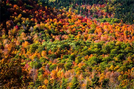 simsearch:700-06465650,k - Aerial View of Forest in Autumn, Whiteface Mountain, Wilmington, Essex County, New York State, USA Photographie de stock - Rights-Managed, Code: 700-06465596