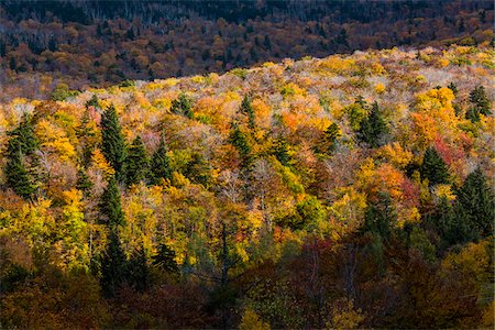 simsearch:700-06465650,k - Overview of Forest in Autumn, Smugglers Notch, Lamoille County, Vermont, USA Photographie de stock - Rights-Managed, Code: 700-06465607