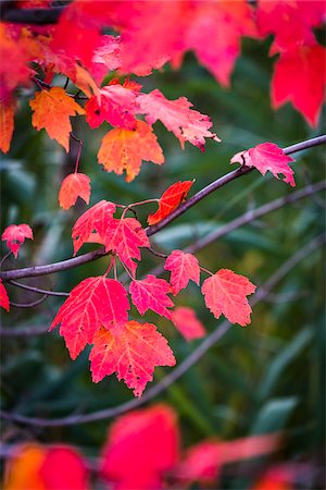 Close-Up of Bright Red Leaves on Tree in Autumn Photographie de stock - Rights-Managed, Code: 700-06465602