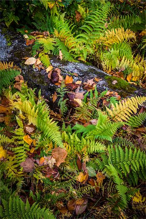 Close-Up of Ferns and Fallen Tree Photographie de stock - Rights-Managed, Code: 700-06465616