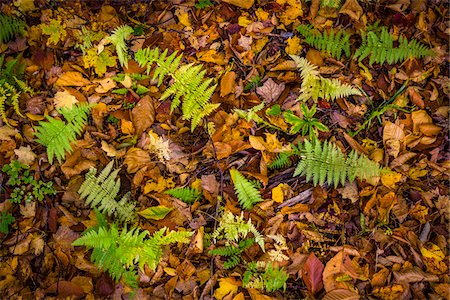 Ferns and Fallen Leaves on Forest Floor Stockbilder - Lizenzpflichtiges, Bildnummer: 700-06465617