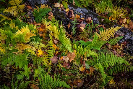 simsearch:700-06465618,k - Ferns and Fallen Tree on Forest Floor Photographie de stock - Rights-Managed, Code: 700-06465618