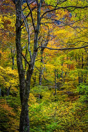 forest autumn not people - Bare Tree Amongst Lush Foliage in Autumn Forest, Smugglers Notch, Lamoille County, Vermont, USA Stock Photo - Rights-Managed, Code: 700-06465627